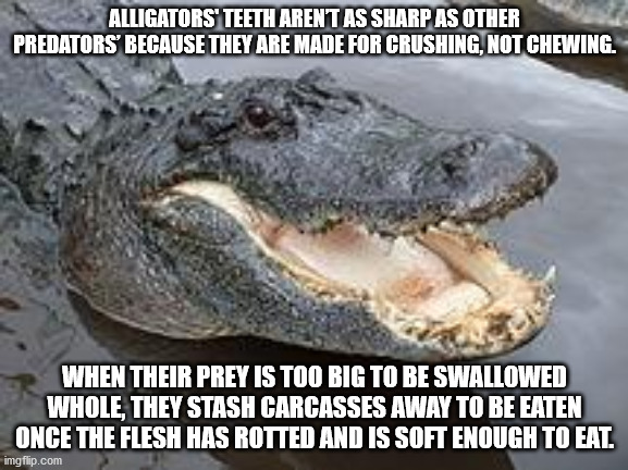 Alligators' Teeth Arent As Sharp As Other Predators Because They Are Made For Crushing, Not Chewing. When Their Prey Is Too Big To Be Swallowed Whole, They Stash Carcasses Away To Be Eaten Once The Flesh Has Rotted And Is Soft Enough To Eat. imgflip.com