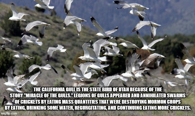 seagulls eating grasshoppers - The California Gull Is The State Bird Of Utah Because Of The Story "Miracle Of The Gulls." Legions Of Gulls Appeared And Annihilated Swarms Of Crickets By Eating Mass Quantities That Were Destroying Mormon Crops By Eating, D