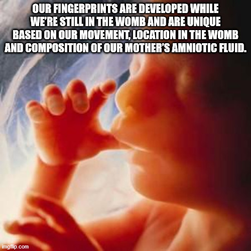 hand - Our Fingerprints Are Developed While We'Re Still In The Womb And Are Unique Based On Our Movement, Location In The Womb And Composition Of Our Mother'S Amniotic Fluid. imgflip.com