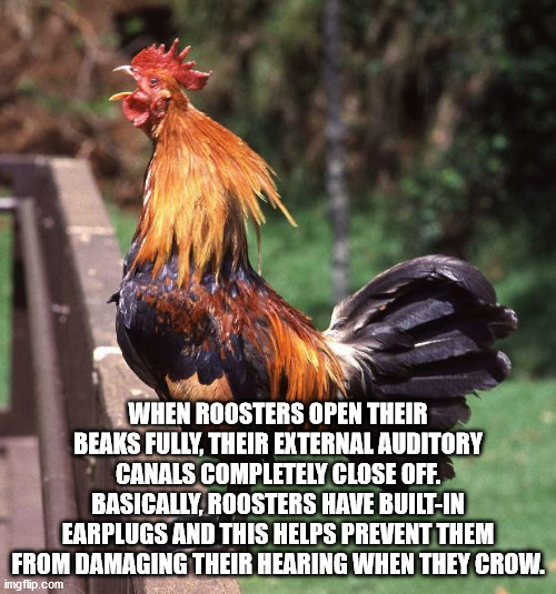 rooster - When Roosters Open Their Beaks Fully, Their External Auditory Canals Completely Close Off. Basically, Roosters Have BuiltIn Earplugs And This Helps Prevent Them From Damaging Their Hearing When They Crow. imgflip.com