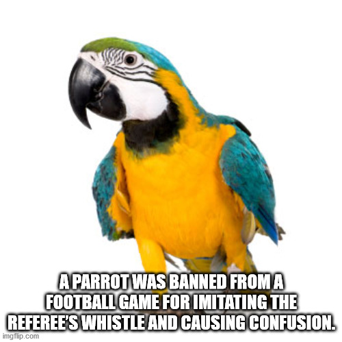 yellow macaw png - A Parrot Was Banned From A Football Game For Imitating The Referee'S Whistle And Causing Confusion. imgflip.com