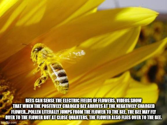 honey bee - Bees Can Sense The Electric Fields Of Flowers. Videos Show That When The Positively Charged Bee Arrives At The Negatively Charged Flower...Pollen Literally Jumps From The Flower To The Bee. The Bee May Fly Over To The Flower But At Close Quart