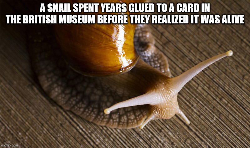 snail - A Snail Spent Years Glued To A Card In The British Museum Before They Realized It Was Alive imgflip.com