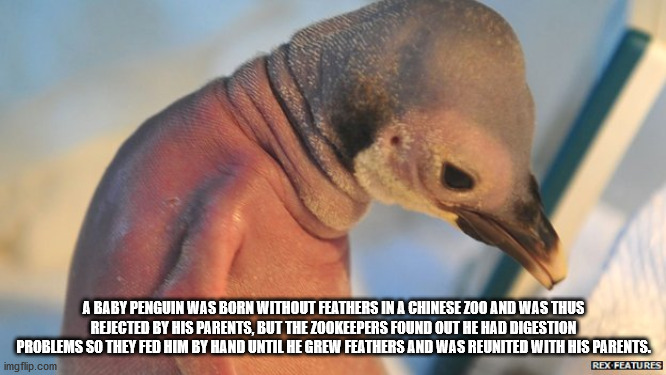ginger seal - A Baby Penguin Was Born Without Feathers In A Chinese Zoo And Was Thus Rejected By His Parents, But The Zookeepers Found Out He Had Digestion Problems So They Fed Him By Hand Until He Grew Feathers And Was Reunited With His Parents. imgflip.