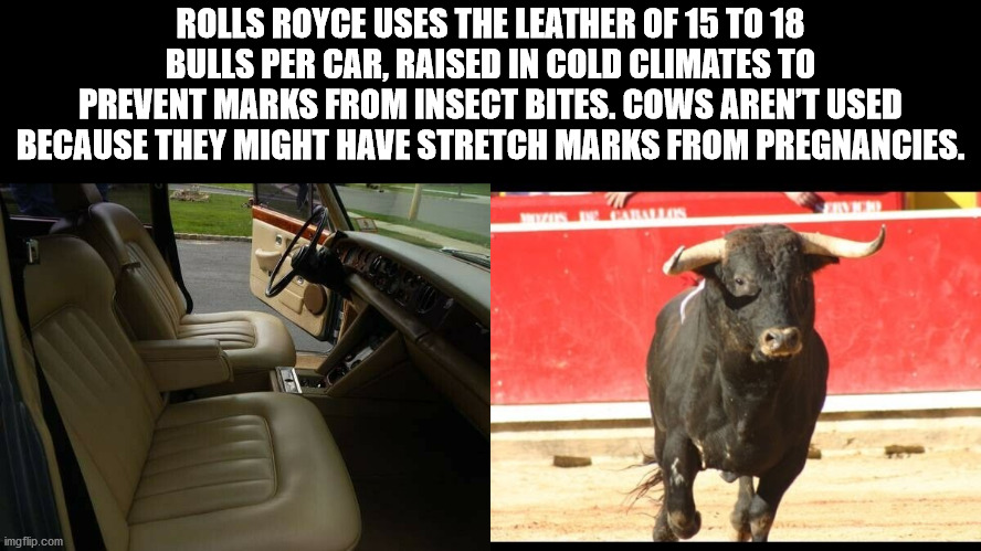 parade - Rolls Royce Uses The Leather Of 15 To 18 Bulls Per Car, Raised In Cold Climates To Prevent Marks From Insect Bites. Cows Aren'T Used Because They Might Have Stretch Marks From Pregnancies. imgflip.com