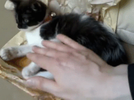 kitten biting gif