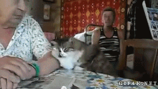 cat demanding attention gif - Gifak.Net