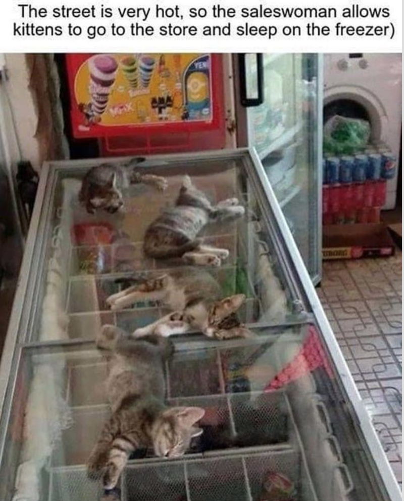 cat cooling off - The street is very hot, so the saleswoman allows kittens to go to the store and sleep on the freezer