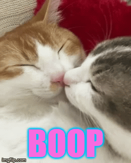 cat kisses gif - Boop imgid.com