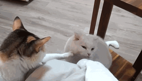 there there cat gif