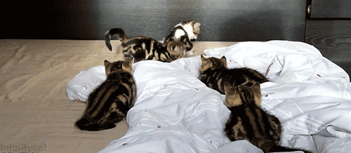 cat gif silly