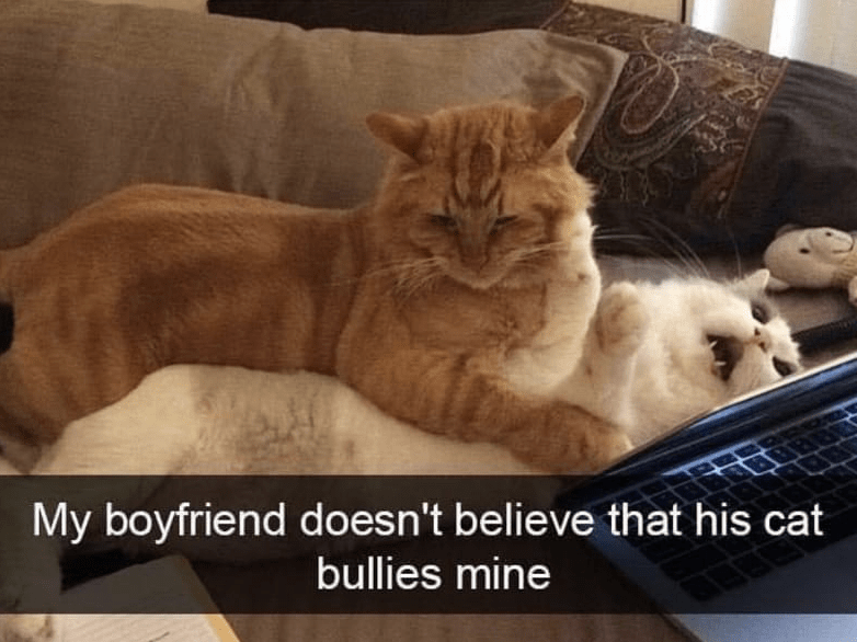 snapchat cat funny - My boyfriend doesn't believe that his cat bullies mine