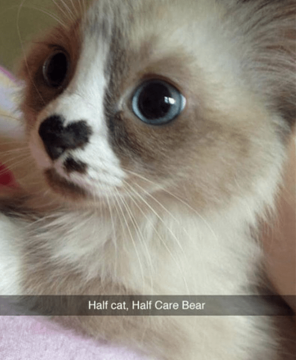cutest kittens in the world - Half cat, Half Care Bear