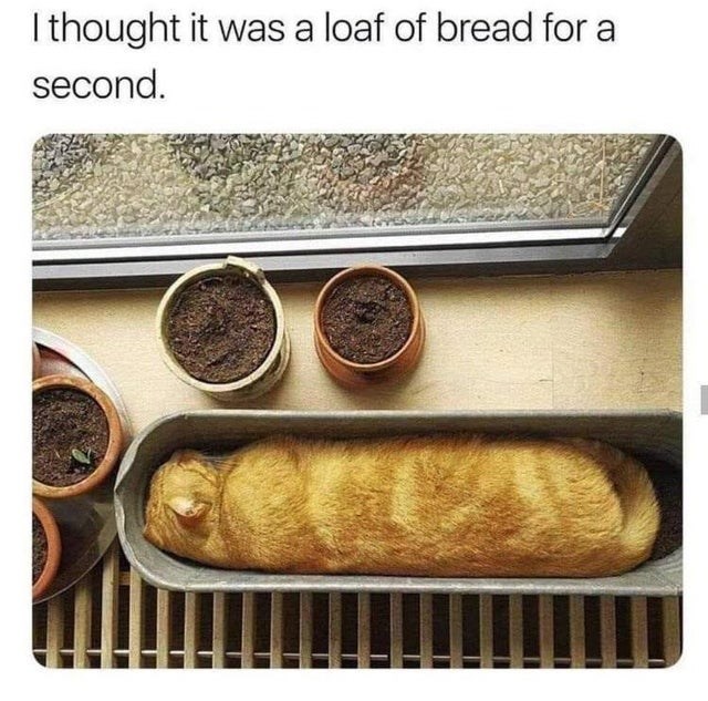 I thought it was a loaf of bread for a second.