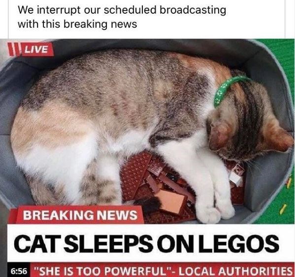 cat sleeping on lego - We interrupt our scheduled broadcasting with this breaking news Live Breaking News Cat Sleeps On Legos "She Is Too Powerful" Local Authorities