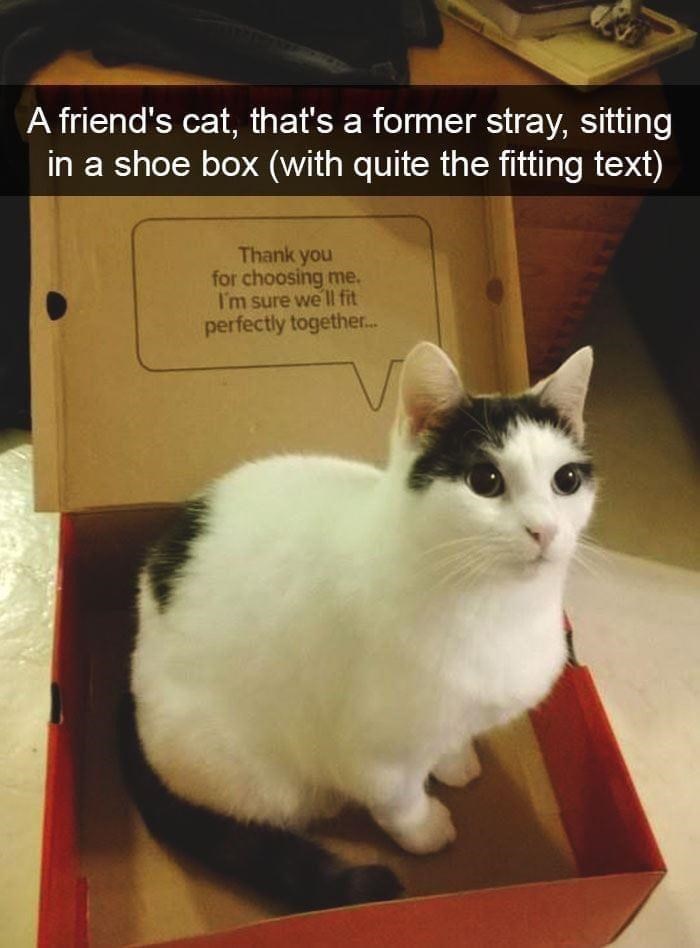 hilarious cat snapchats - A friend's cat, that's a former stray, sitting in a shoe box with quite the fitting text Thank you for choosing me. I'm sure we'll fit perfectly together...