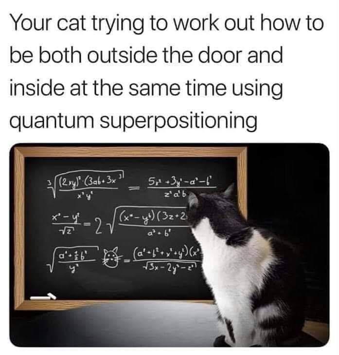 cat - Your cat trying to work out how to be both outside the door and inside at the same time using quantum superpositioning 2 xy 3ab. 3x ? 5x3yd z'a't x y 12 por 2 x y 322 2V 3x 2y 2