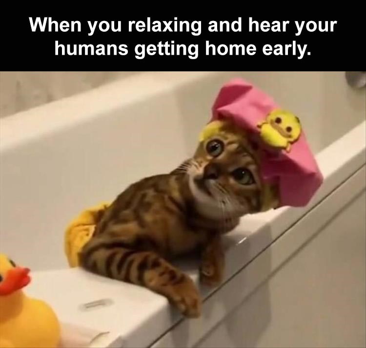 gif scared cat - When you relaxing and hear your humans getting home early.