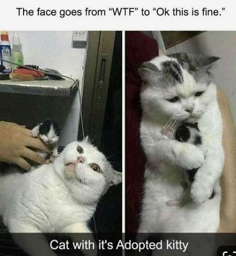 memes on cat - The face goes from "Wtf" to "Ok this is fine." Cat with it's Adopted kitty
