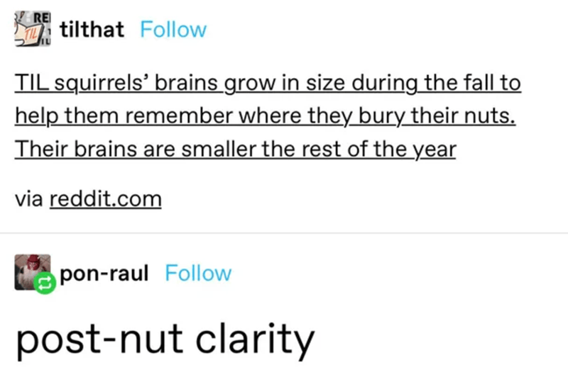 angle - Re tilthat Til squirrels' brains grow in size during the fall to help them remember where they bury their nuts. Their brains are smaller the rest of the year via reddit.com ponraul postnut clarity