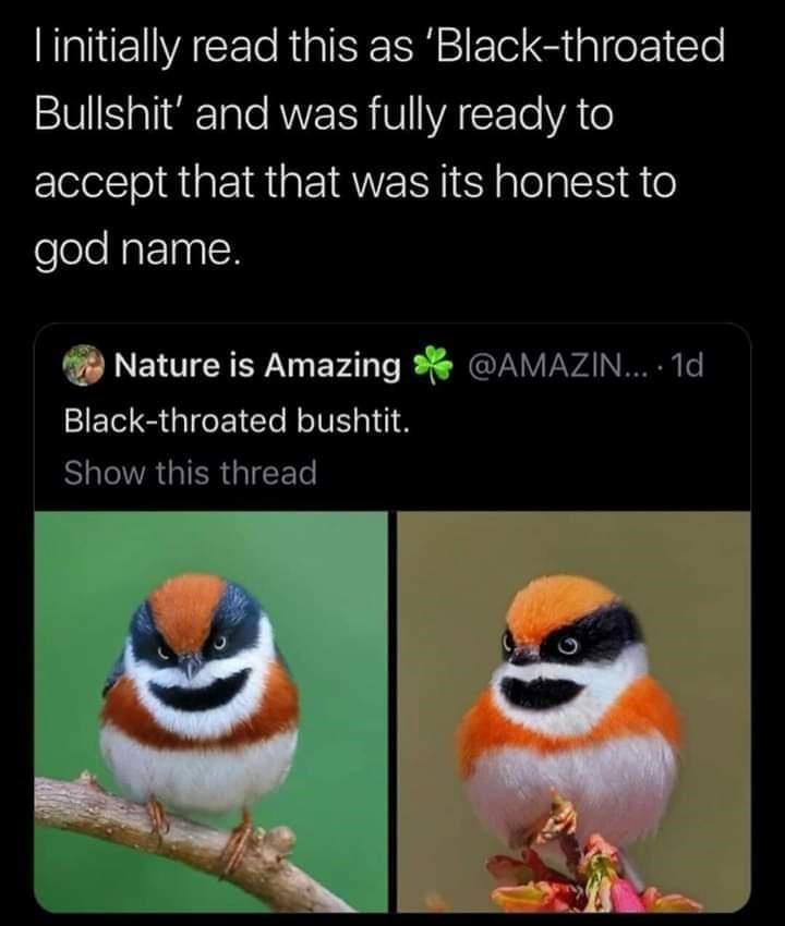 black throated bushtit bird meme - I initially read this as 'Blackthroated Bullshit' and was fully ready to accept that that was its honest to god name. .... 1d Nature is Amazing Blackthroated bushtit. Show this thread