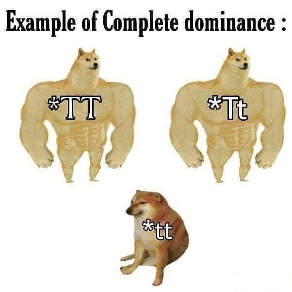 strong shiba inu meme - Example of Complete dominance Tt Tt tt