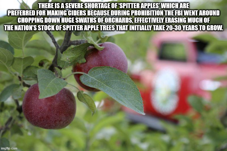 apple - There Is A Severe Shortage Of 'Spitter Apples Which Are Preferred For Making Ciders Because During Prohibition The Fbi Went Around Chopping Down Huge Swaths Of Orchards, Effectively Erasing Much Of The Nation'S Stock Of Spitter Apple Trees That In