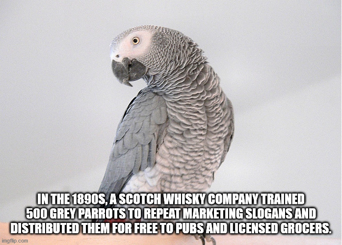 african grey parrot - In The 1990S, A Scotch Whisky Company Trained 500 Grey Parrots To Repeat Marketing Slogans And Distributed Them For Free To Pubs And Licensed Grocers. imgflip.com