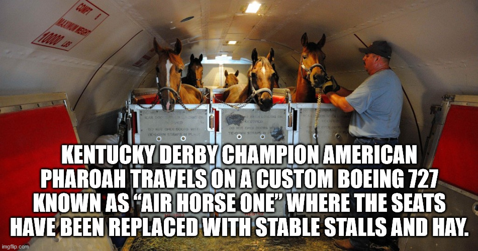 transportation of animals by air - Comet no nor Opph door wat COn Straps O Nito TeO Stan Kentucky Derby Champion American Pharoah Travels On A Custom Boeing 727 Known As Air Horse One Where The Seats Have Been Replaced With Stable Stalls And Hay. imgflip.