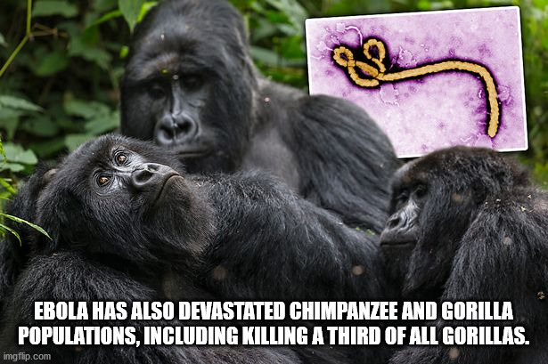 Virunga National Park - Ebola Has Also Devastated Chimpanzee And Gorilla Populations, Including Killing A Third Of All Gorillas. imgflip.com