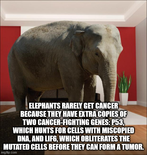 elephants and mammoths - Elephants Rarely Get Cancer Because They Have Extra Copies Of Two CancerFighting Genes P53, Which Hunts For Cells With Miscopied Dna, And LIF6, Which Obliterates The Mutated Cells Before They Can Form A Tumor. imgflip.com