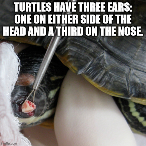 somafm - Turtles Have Three Ears One On Either Side Of The Head And A Third On The Nose. imgflip.com