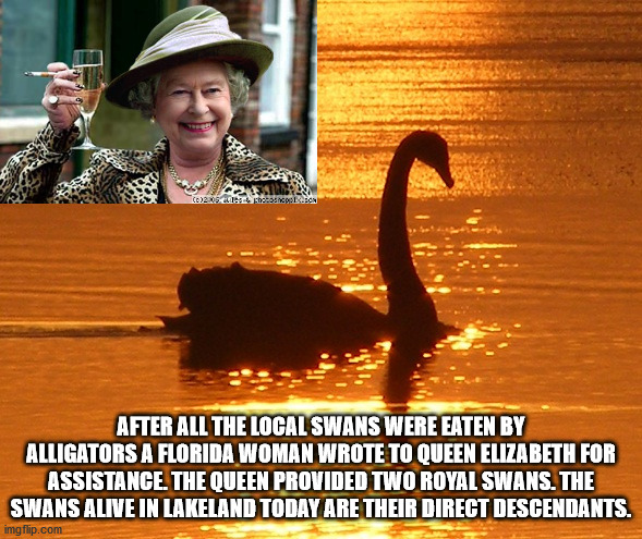 photo caption - 02.05 ch. After All The Local Swans Were Eaten By Alligators A Florida Woman Wrote To Queen Elizabeth For Assistance. The Queen Provided Two Royal Swans. The Swans Alive In Lakeland Today Are Their Direct Descendants. imgflip.com