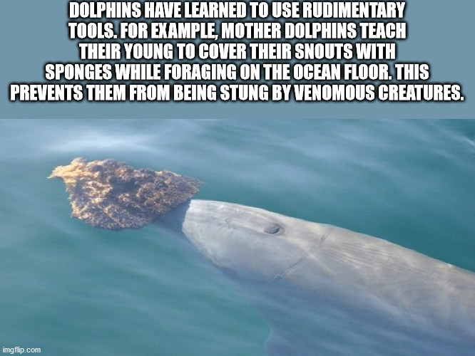 water resources - Dolphins Have Learned To Use Rudimentary Tools. For Example, Mother Dolphins Teach Their Young To Cover Their Snouts With Sponges While Foraging On The Ocean Floor. This Prevents Them From Being Stung By Venomous Creatures. imgflip.com