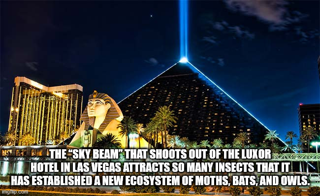 luxor hotel & casino - De Estore The "Sky Beam" That Shoots Out Of The Luxora Hotel In Las Vegas Attracts So Many Insects That It Has Established A New Ecosystem Of Moths, Bats, And Owls. Sor imgrup.com