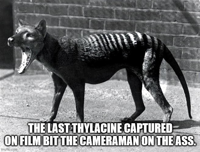 video of tasmanian tiger - The Last Thylacine Captured On Film Bit The Cameraman On The Ass. imgflip.com