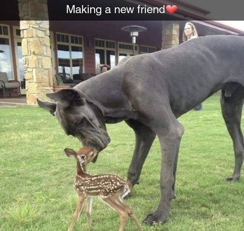 dog and baby deer - Making a new friend