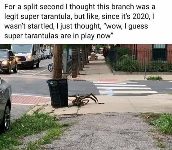 Internet meme - For a split second I thought this branch was a legit super tarantula, but , since it's 2020, 1 wasn't startled, I just thought, wow, I guess super tarantulas are in play now"