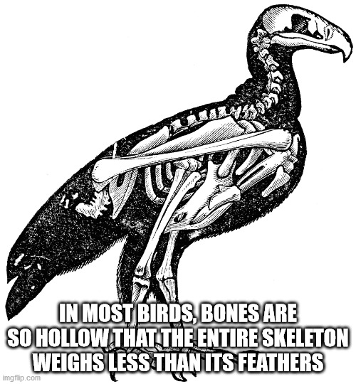 bird skeleton - In Most Birds, Bones Are So Hollow That The Entire Skeleton Weighs Less Than Its Feathers imgflip.com