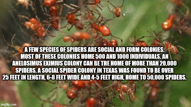 groups of spiders - A Few Species Of Spiders Are Social And Form Colonies. Most Of These Colonies Home 500 And 1000 Individuals. An Anelosimus Eximius Colony Can Be The Home Of More Than 20,000 Spiders. A Social Spider Colony In Texas Was Found To Be Over
