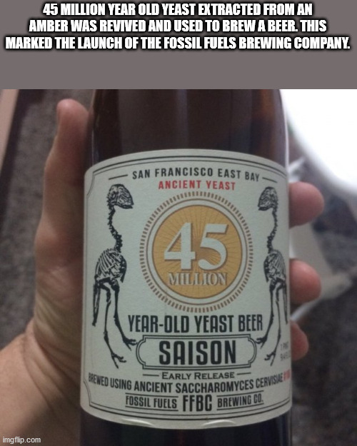 drink - Vened Using Ancient Saccharomyces Cervisie 45 Million Year Old Yeast Extracted From An Amber Was Revived And Used To Brew A Beer. This Marked The Launch Of The Fossil Fuels Brewing Company. San Francisco East Bay Ancient Yeast Mllion YearOld Yeast
