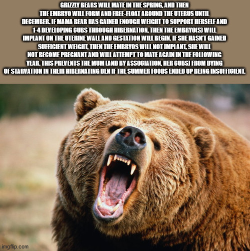 bear attack background - Grizzly Bears Will Mate In The Spring, And Then The Embryo Will Form And FreeFloat Around The Uterus Until Decembe. If Mama Bear Has Gained Enough Weight To Support Herself And 14 Developing Gues Through Hibernation, Then The Embr