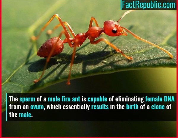 red ant - FactRepublic.com The sperm of a male fire ant is capable of eliminating female Dna from an ovum, which essentially results in the birth of a clone of the male.