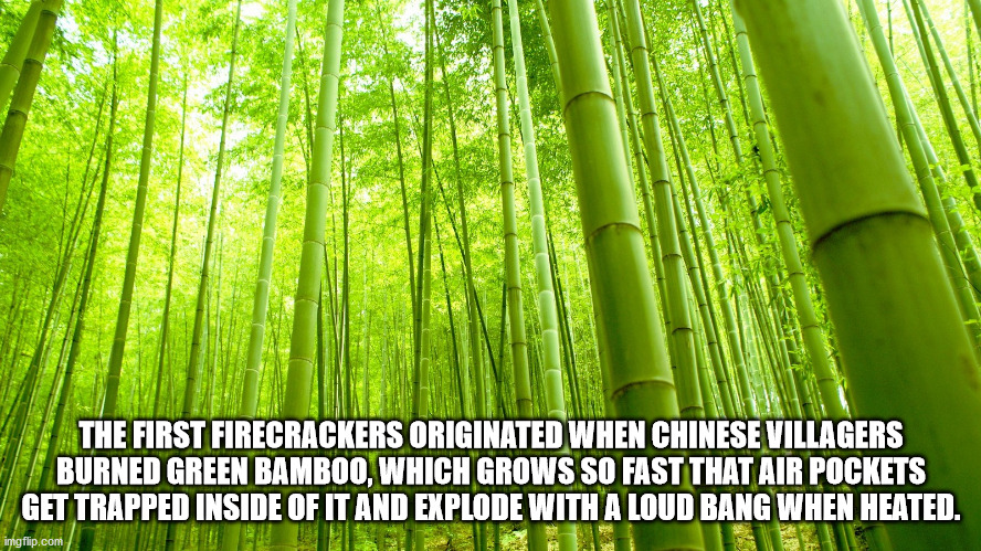 china bamboo - The First Firecrackers Originated When Chinese Villagers Burned Green Bamboo, Which Grows So Fast That Air Pockets Get Trapped Inside Of It And Explode With A Loud Bang When Heated. imgflip.com