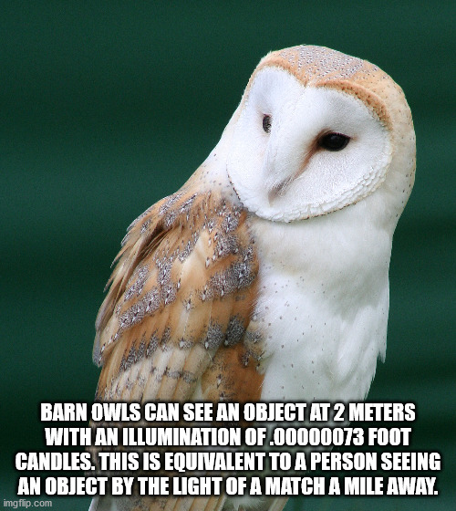 barn owl - Barn Owls Can See An Object At 2 Meters With An Illumination Of.00000073 Foot Candles. This Is Equivalent To A Person Seeing An Object By The Light Of A Match A Mile Away. imgflip.com