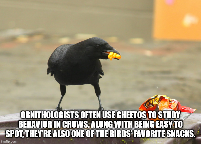 oxford brookes university - Ornithologists Often Use Cheetos To Study Behavior In Crows. Along With Being Easy To Spot, They'Re Also One Of The Birds Favorite Snacks. imgflip.com