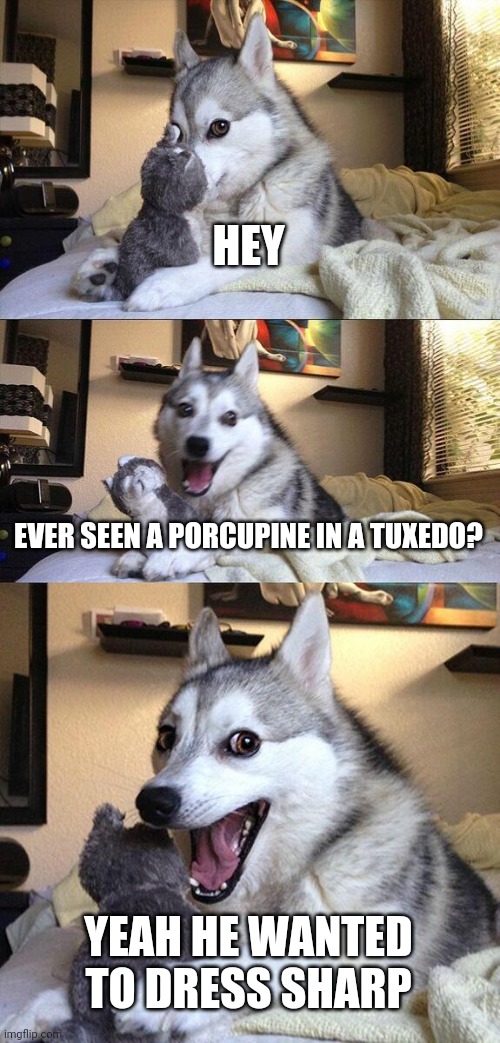 dog meme funny joke - Hey Ever Seen A Porcupine In A Tuxedo? Yeah He Wanted To Dress Sharp imgflip con