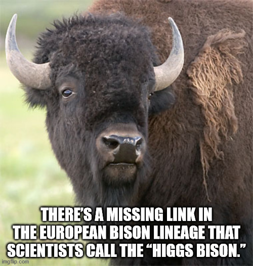 bison face - There'S A Missing Link In The European Bison Lineage That Scientists Call The Higgs Bison." imgflip.com