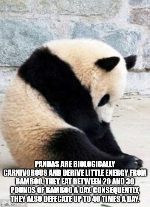 giant panda - Pandas Are Biologically Carnivorous And Derive Little Energy From Bamboo, They Eat Between 20 And 30 Pounds Of Bamboo A Day. Consequently, They Also Defecate Up To 40 Times A Day. imgflip.com