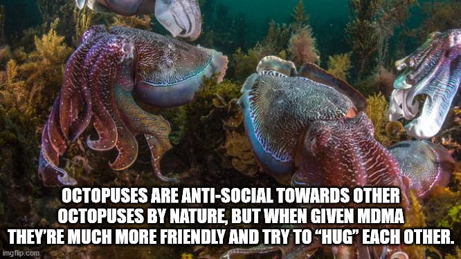 group of octopus - Octopuses Are AntiSocial Towards Other Octopuses By Nature, But When Given Mdma They'Re Much More Friendly And Try To Hug" Each Other. imgflip.com